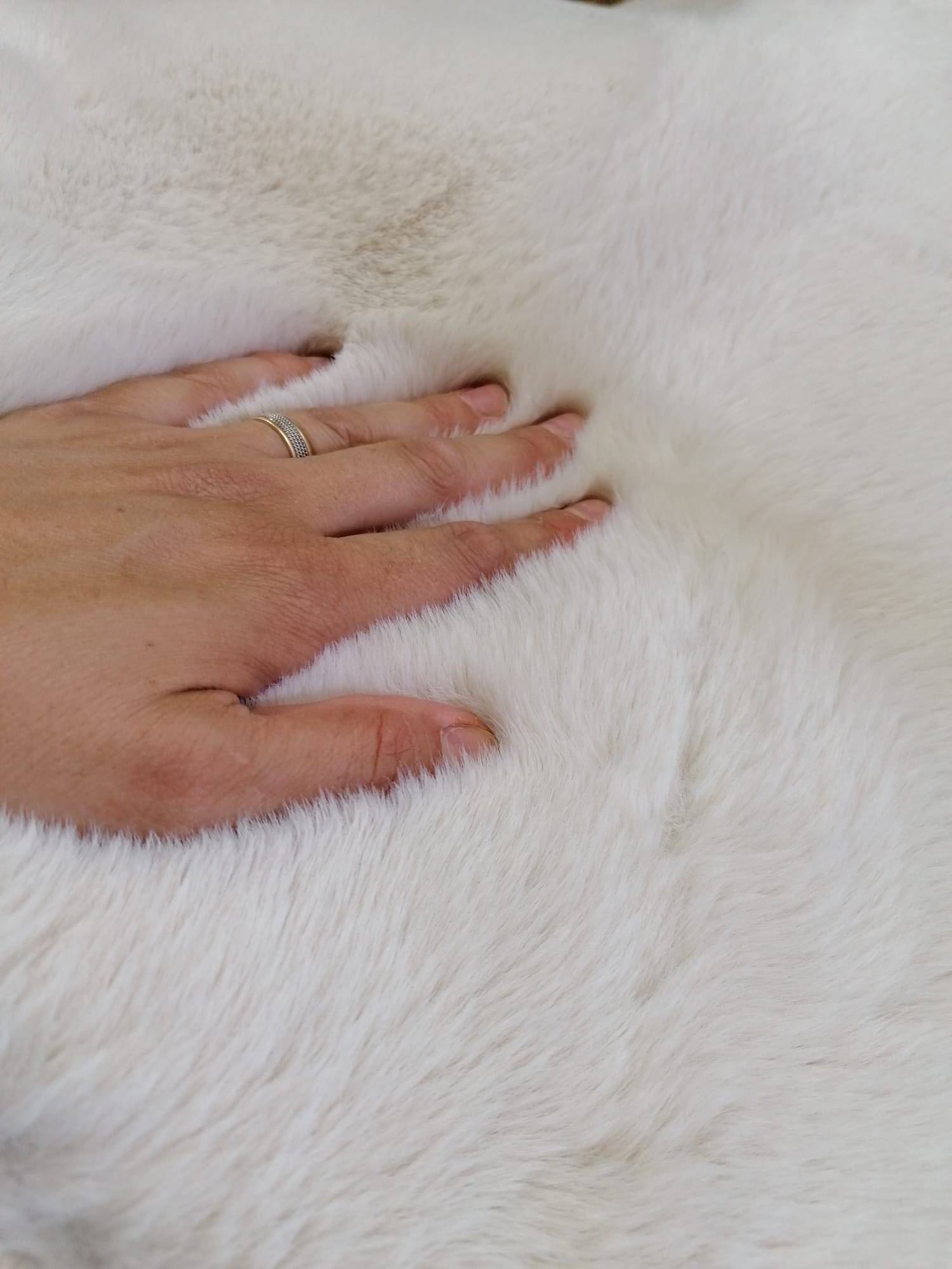 Covor Tip Blanita,ivory, antiderapant - EmaCarpets